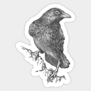 Raven Sticker